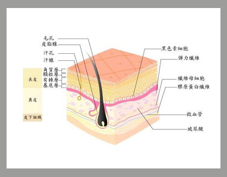 主要存在于人体皮肤,骨骼,牙齿,肌腱等部位,其主要的生理功能是作为